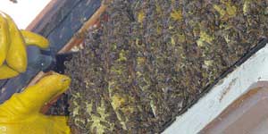 Live Bee Removal Torrance CA. A large hive in a patio overhang.