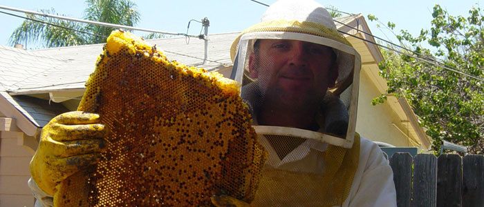 Torrance Bee Removal Guys Tech Michael
